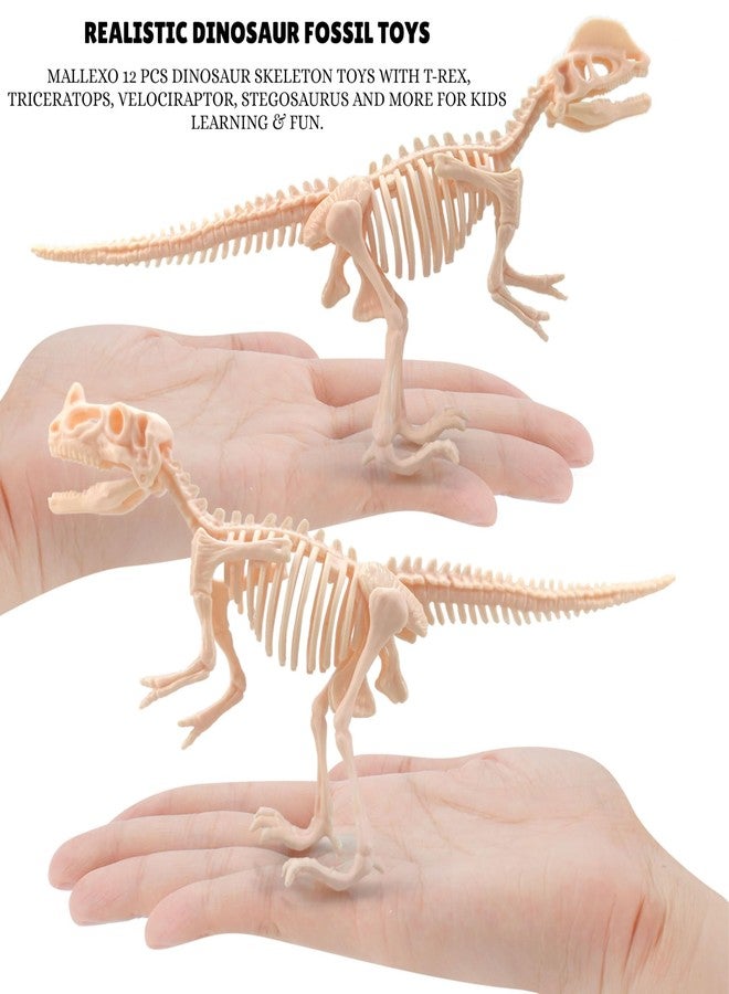 Mallexo مجموعة ماليكسو المصغرة من هياكل الديناصورات الأحفورية، 12 قطعة، ديناصورات تي-ريكس ما قبل التاريخ، ألعاب حيوانات للأطفال، أولاد وبنات، مجسمات صغيرة، عظام ديناصورات، ألعاب، هدية عيد ميلاد للأطفال، أدوات تعليمية وتزيينية. - Image 2